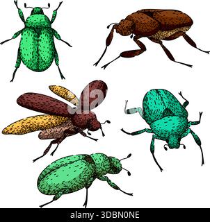 Diverse scarab beetles collection hand drawn illustration Stock Vector