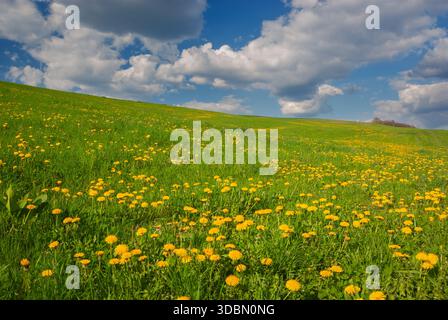 View of a vibrant green hillside dotted with bright yellow dandelions under a sky filled with fluffy white clouds, Podpolanie, Banskobystricky kraj, S Stock Photo