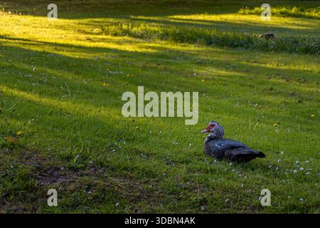 Black and white Muscovy duck lying on the grass Stock Photo