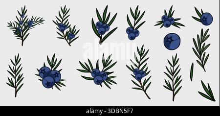 A collection of vector illustrations depicting juniper branches with ripe blue berries, showcasing intricate details of foliage and fruit against a ne Stock Vector