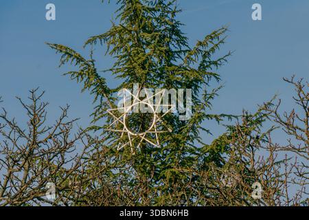 A wooden star decoration hangs high in the branches of a tall tree on a bright day. The surrounding trees have no leaves, creating a stark contrast wi Stock Photo