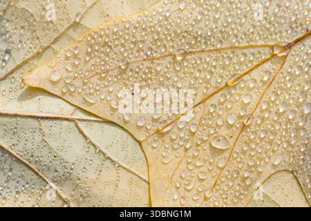 light yellow leaves of the tulip tree (Liriodendron tulipifera) with water droplets, close-up, top view, Germany Stock Photo