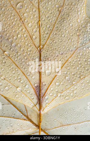 light yellow leaves of the tulip tree (Liriodendron tulipifera) with water droplets, close-up, top view, Germany Stock Photo