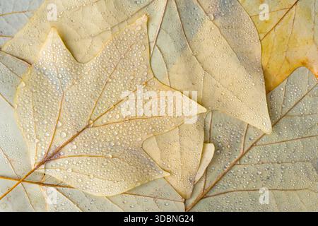 light yellow leaves of the tulip tree (Liriodendron tulipifera) with water droplets, close-up, top view, Germany Stock Photo