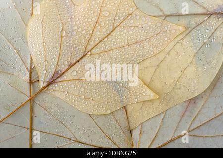 light yellow leaves of the tulip tree (Liriodendron tulipifera) with water droplets, close-up, top view, Germany Stock Photo