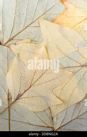 light yellow leaves of the tulip tree (Liriodendron tulipifera) with water droplets, close-up, top view, Germany Stock Photo