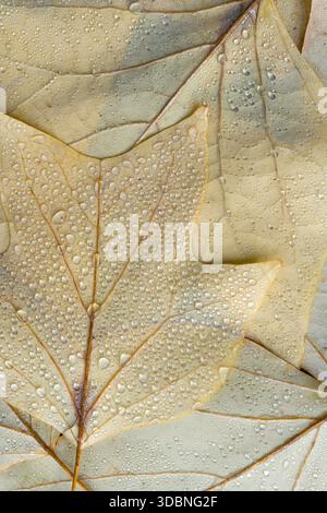 light yellow leaves of the tulip tree (Liriodendron tulipifera) with water droplets, close-up, top view, Germany Stock Photo