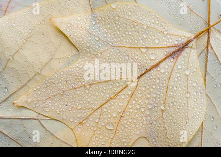 light yellow leaves of the tulip tree (Liriodendron tulipifera) with water droplets, close-up, top view, Germany Stock Photo