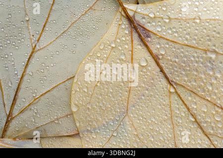 light yellow leaves of the tulip tree (Liriodendron tulipifera) with water droplets, close-up, top view, Germany Stock Photo