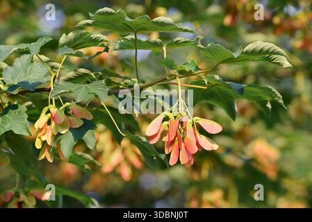 Field maple (Acer campestre), branch with leaves and fruit, North Rhine-Westphalia, Germany Stock Photo