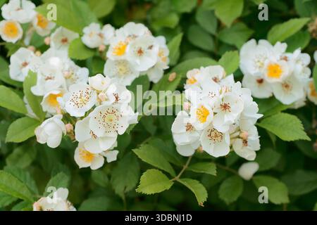 Tufted rose or multiflora rose (Rosa multiflora), North Rhine-Westphalia, Germany Stock Photo