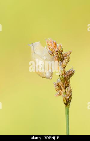 Common amber snail (Succinea putris), North Rhine-Westphalia, Germany Stock Photo
