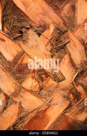 True date palm (Phoenix dactylifera), trunk detail, Egypt Stock Photo