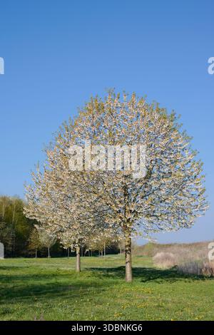 Bird cherry (Prunus avium) flowering in spring, North Rhine-Westphalia, Germany Stock Photo