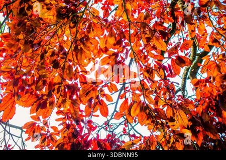 View of some Red Elm leaves against the sky Stock Photo