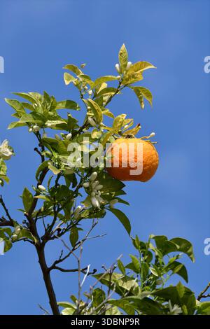 Orange tree (Citrus sinensis), blossoms and fruit on the tree, Algarve, Portugal Stock Photo