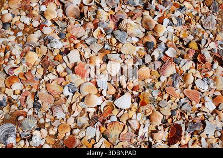 Various mussel shells on the beach, Algarve, Portugal Stock Photo