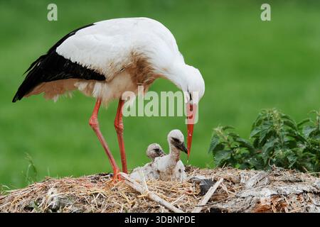 White stork (Ciconia ciconia) with chicks in the nest, North Rhine-Westphalia, Germany Stock Photo