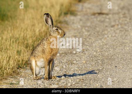 Wild hare in classic upright alert pose on gravel path with golden grassland, looking sideways with distinctive ears raised, showcasing natural wildli Stock Photo