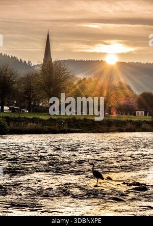 Golden sunset over Tweed river in Peebles with a lone heron by the water. Stock Photo