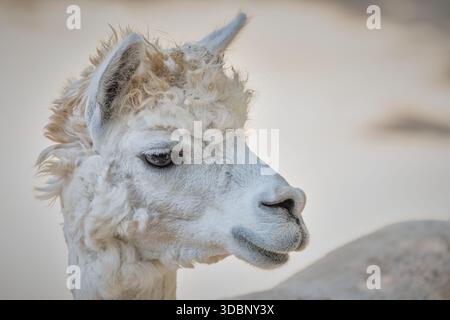 High-quality close-up portrait of a fluffy white alpaca with soft wool and a gentle expression, ideal for nature and livestock-themed content. Stock Photo