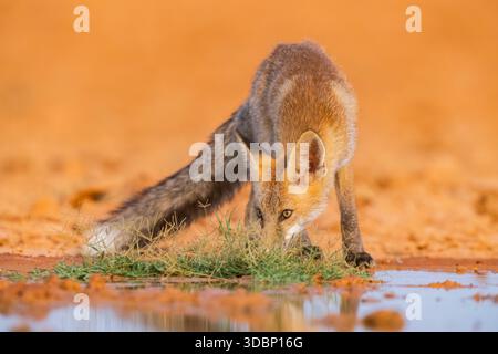 Young Red fox (Vulpes vulpes) drinking at a water pool on a farmers field, Belchite, Aragon, Saragossa, Spain, Europe Stock Photo
