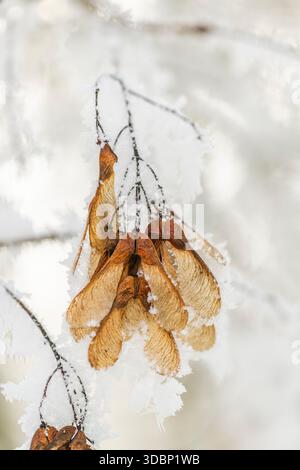 Ice crystals from roarfrost on Amur maple (Acer tataricum subsp. ginnala) seeds at sunshine in winter, Bavaria, Germany, Europe Stock Photo