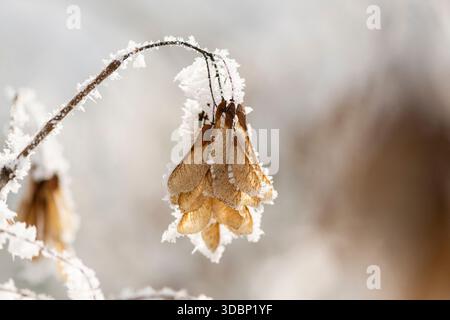 Ice crystals from roarfrost on Amur maple (Acer tataricum subsp. ginnala) seeds at sunshine in winter, Bavaria, Germany, Europe Stock Photo