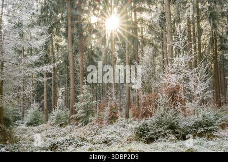 Mixed forest with norway spruce (Picea abies) and European beech (Fagus sylvatica) white from roarfrost, on a sunny day in winter, Bavaria, Germany, Europe Stock Photo