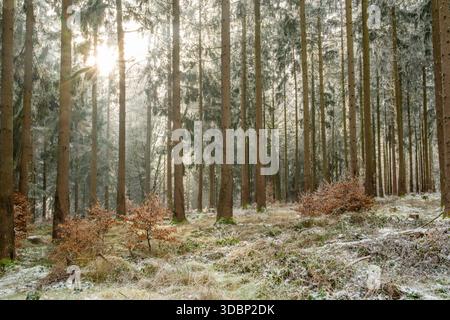 Mixed forest with norway spruce (Picea abies) and European beech (Fagus sylvatica) white from roarfrost, on a sunny day in winter, Bavaria, Germany, Europe Stock Photo