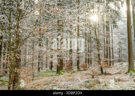 Mixed forest with norway spruce (Picea abies) and European beech (Fagus sylvatica) white from roarfrost, on a sunny day in winter, Bavaria, Germany, Europe Stock Photo