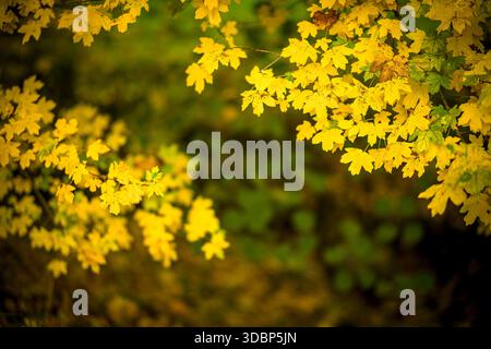 Yellow fall leaves on the tree Stock Photo
