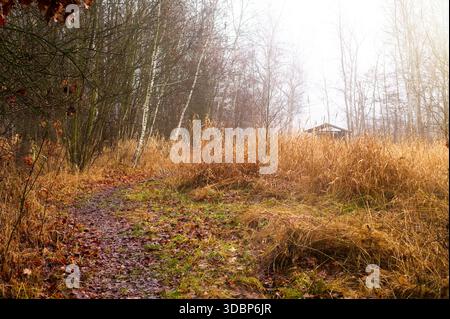 A narrow path leads through a deciduous forest with white birch trees and tall, dry grass shrouded in morning fog. Stock Photo