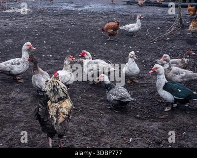 Muscovy ducks and chickens gathered on muddy farmyard ground, free range poultry strolling and foraging in a rustic outdoor setting under natural dayl Stock Photo