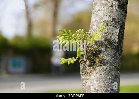 Stock Photo