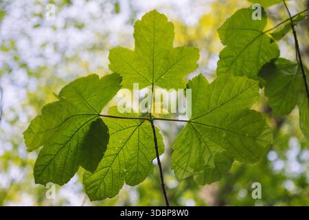 Stock Photo