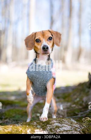 A cute Beagle mixed breed dog wearing a sweater outdoors Stock Photo
