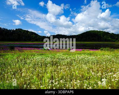 Europe, Germany, Hesse, Kellerwald-Edersee Nature and National Park, flowering feverfew in the Eder floodplains Stock Photo