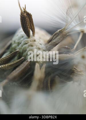 dandelion Stock Photo