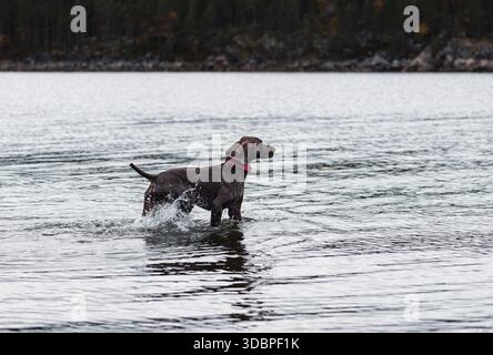 German Shorthaired Pointer puppy playing in cold Fall sea water during walk at beach Stock Photo