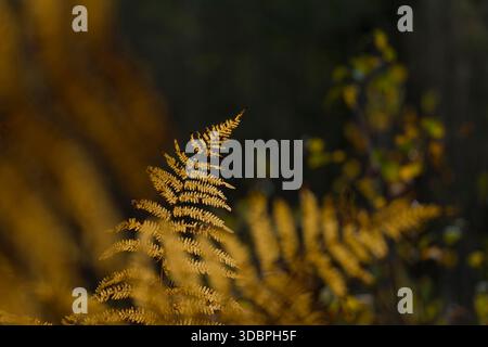 Autumn-colored leaflets of the bracken fern (Pteridium aquilinum) Stock Photo