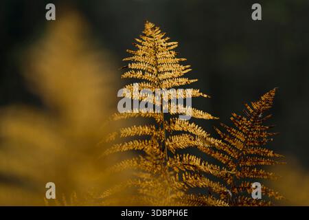 Autumn-colored leaflets of the bracken fern (Pteridium aquilinum) Stock Photo