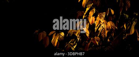 Autumn leaves against the light Stock Photo