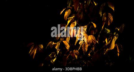 Autumn leaves against the light Stock Photo