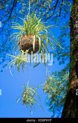 kokedama of Chlorophytum comosum Cv. Vittatum, Asparagaceae. Ancient Japanese technique. Evergreen herbaceous ornamental plant. Stock Photo
