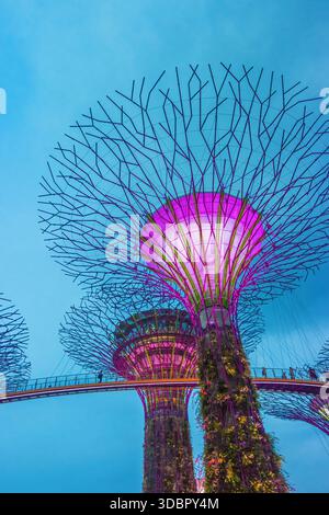 Singapore’s Supertree Grove shines at night, featuring suspended skywalks and ultramodern architectural design Stock Photo