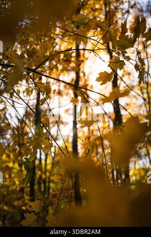 Autumn sun shines through the yellow tree leaves Stock Photo - Alamy