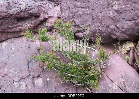 Small green plant growing on rough red sandstone rock surface showing resilience and natural beauty in wild outdoor environment with textured stone ba Stock Photo