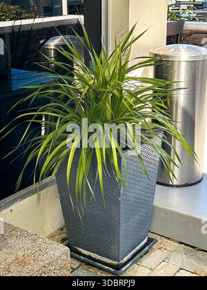 Modern textured gray planter with lush green pointed leaves placed on a stone patio beside a metal trash can and beige wall in outdoor setting. Stock Photo