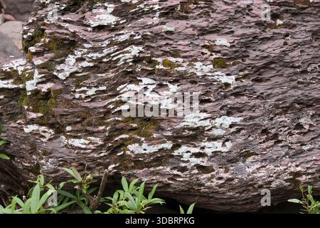 Rough textured surface of large weathered rock stone with cracks and lichen covering brown surface near green grass showing ancient and durable feelin Stock Photo